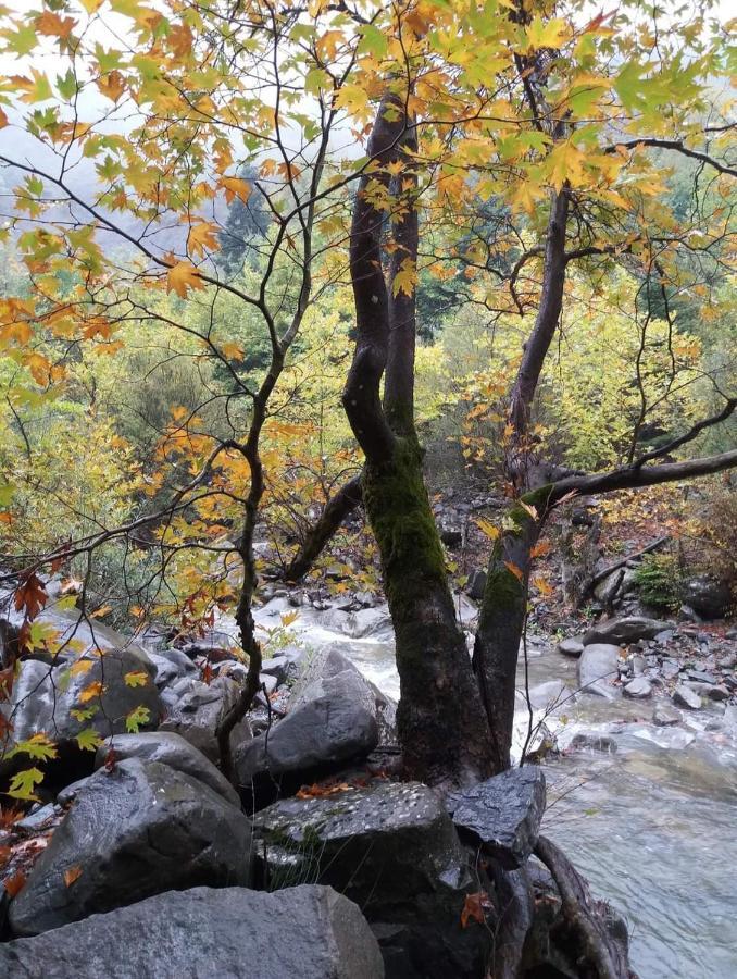 Άγρια Λούλουδα Κατοικία Αρμονία Timfristos Екстер'єр фото